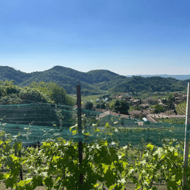 Degustacja Prosecco na wzgórzach pod Wenecją i winnica