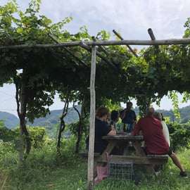 Wenecja: wycieczka po winnicach Prosecco Hills z degustacją i lunchem